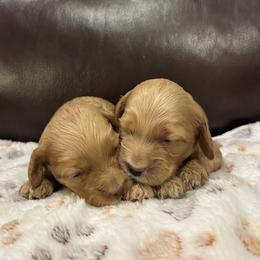 Boy 1 - Brown male Cockapoo puppy in Bristow, Oklahoma from 10-Acre Woods Cockapoos
