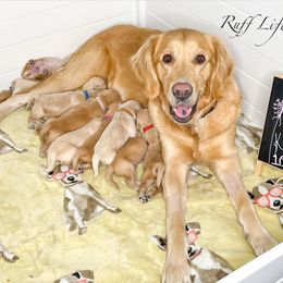Golden Retriever Puppies from Ruff Life Goldens