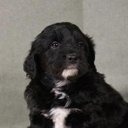 Aussiedoodles and Australian Shepherds from AK Aussies