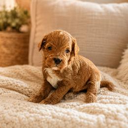 Wilder - Red  male Goldendoodle puppy in Floyd, Virginia from Hearts and Paws Poodles and Doodles
