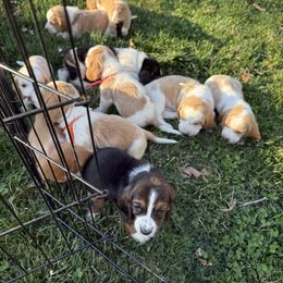 Basset Hound Puppies from CK Beagles & Bassets