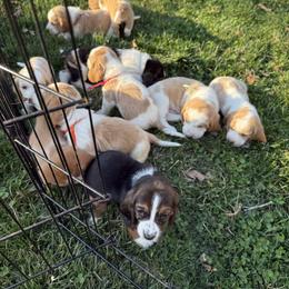 Basset Hound Puppies from CK Beagles & Bassets
