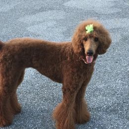 Rubie - Poodle