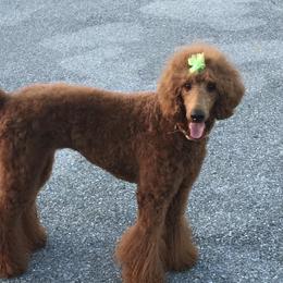 Rubie - Poodle