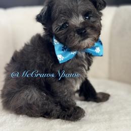 Bluey - Blue male Poodle puppy in Hesperia, California from McCraws N Paws