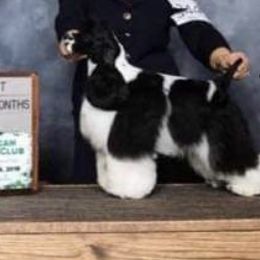 Sparkle - Cocker Spaniel