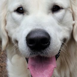 Bernese Mountain Dogs and Golden Retrievers from Millstone Kennel