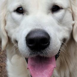 Bernese Mountain Dogs and Golden Retrievers from Millstone Kennel