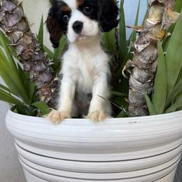 Dexter - Tri-color male Cavalier King Charles Spaniel puppy in Encinitas, California from Diamond Cavaliers