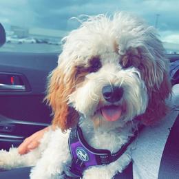 Magnolia - Cockapoo
