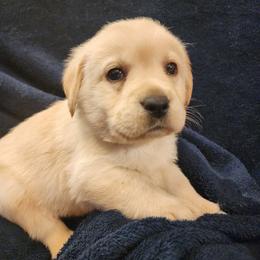 Brown - Yellow male Labrador Retriever puppy in Siloam Springs, Arkansas from Karemy Kennels (Karemy Labradors)