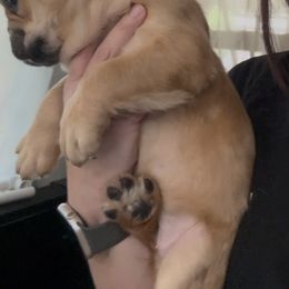Fluffy blue fawn male - Tricolors male French Bulldog puppy in Denison, Texas from Lovemyfrenchies – Stoddard Frenchbulldog's