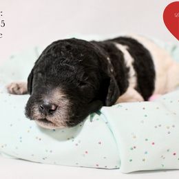 White collar - Parti female Poodle puppy in Hernando, Florida from Loveablepoodles