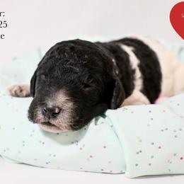 White collar - Parti female Poodle puppy in Hernando, Florida from Loveablepoodles