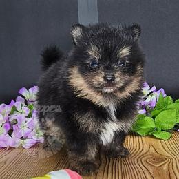 Pepper's All Apologies - Apollo - Black and tan male Pomeranian puppy in Plant City, Florida from Pepper's Pomeranians