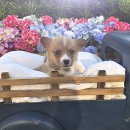 Pembroke Welsh Corgi Puppies from AW Corgis