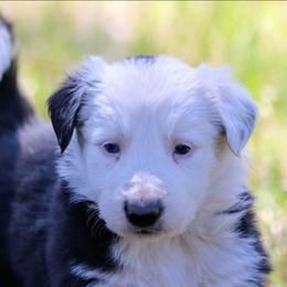 Mick - Black and white male Border Collie puppy in Custer, South Dakota from Pinpoint Border Collies