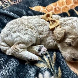 Atlas - Cream male Goldendoodle puppy in Adolphus, Kentucky from Deerly Poodles