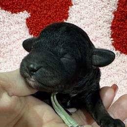 Mint - Phantom male Poodle puppy in Simms, Texas from Donna’s Aussies & Pink Heart Poodles
