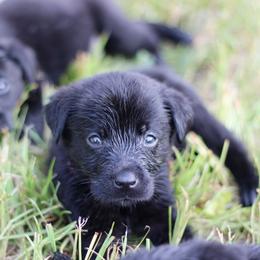 Wolf - Black male Labrador Retriever puppy in Morrilton, Arkansas from Ancient Dogges Performance Dogs