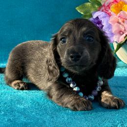 Isla - Dapple female Dachshund puppy in Lincoln, Arkansas from Red Dirt Dachshunds