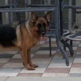 Skye - German Shepherd