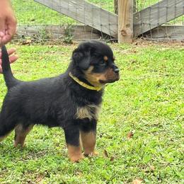 Wanda - Black and tan female Rottweiler puppy in Loxahatchee, Florida from Vom hause Reto