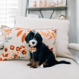 Wyatt - Tri-color male Bernedoodle puppy in Murray, Utah from Sun Valley Doodles