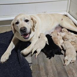 Ruby - Labrador Retriever