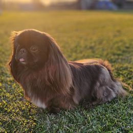 ShiBrown - Pekingese