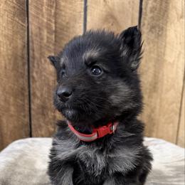 Red DL - Black and tan male German Shepherd puppy in Terra Alta, West Virginia from Shepherd Country Farm and Kennels