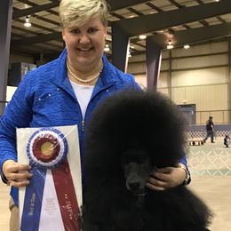 Poodle All Grown Up from Targa Poodles