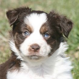 Bea - Red tri Miniature Australian Shepherd puppy in Fairview, South Dakota from Dakota Toy Aussies