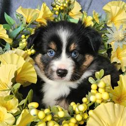 Mickey - Black tri male Miniature Australian Shepherd puppy in Sandown, New Hampshire from Ashby Lou Aussies