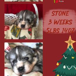 Stone - Gray and white male Siberian Husky puppy in Florence, Kentucky from Moonlight Howl Huskies