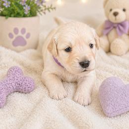 Girl 3 Lily - Light golden female Golden Retriever puppy in Angier, North Carolina from Howard's Retrievers