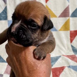 Mr Lt Blue - Fawn male Boxer puppy in Palm Coast, Florida from Starlight Boxer Corner