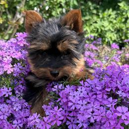 AKC treasure - Black and gold male Yorkshire Terrier puppy in Taylorsville, North Carolina from SilverLining highlands and hounds