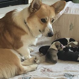Pembroke Welsh Corgis from Rose Petal Farm
