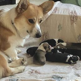Pembroke Welsh Corgis from Rose Petal Farm