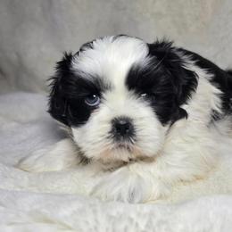 Theo - Black and white male Shih Tzu puppy in Mountain Grove, Missouri from Precious Puppies