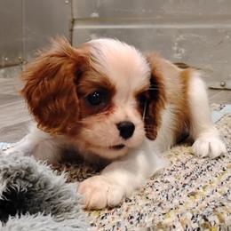 Dakota - Blenheim female Cavalier King Charles Spaniel puppy in Sabetha, Kansas from Apple Blossom Cavaliers