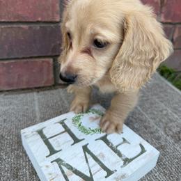 Molly - Cream female Dachshund puppy in Keota, Oklahoma from Skyview Doxie Ranch