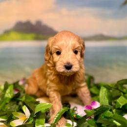 Urchin (brown) - Red  male Goldendoodle puppy in Haltom City, Texas from Ohana Doodles