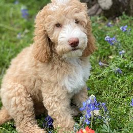 Australian Labradoodle Puppies from Texas Labradoodles