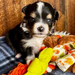 Stocking - Black & white male Miniature American Shepherd puppy in Tonasket, Washington from V5 Aussies