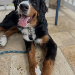 Bernese Mountain Dog Puppies from Jena's Blissful Bernese Mountain Dogs