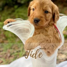 Goldendoodle Puppies from Ruby Pupper Doodles