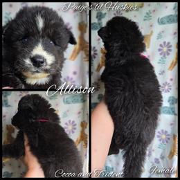 Allison - Black and white female Siberian Husky puppy in Bloomfield, Indiana from Paiges lil huskies