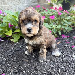 Girl 5 - Tri-color female Bernedoodle puppy in Russiaville, Indiana from Pleasant Creek Minibernedoodles